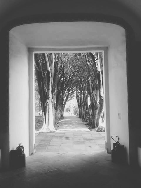 the way forward, diminishing perspective, tree, transportation, vanishing point, road, indoors, empty, built structure, architecture, street, long, day, arch, narrow, no people, growth, tunnel, sunlight, absence