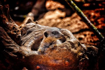 Close-up of meerkat looking from wooden den in chester zoo