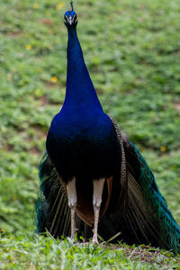 Close-up of peacock