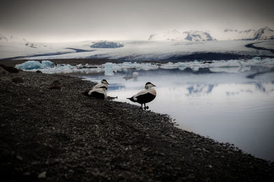 Birds on lake against sky