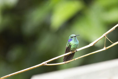 Close-up of bird perching on leaf