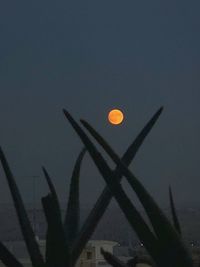 Low angle view of moon against sky at night