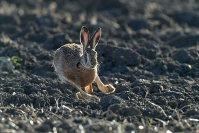 Close-up of hare running on land