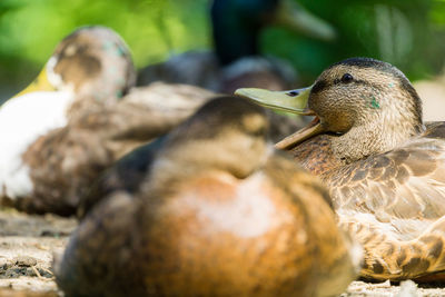 Close-up of ducks resting outdoors