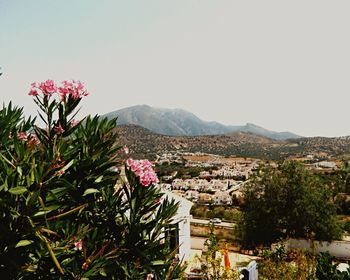 Plants growing on mountain against clear sky