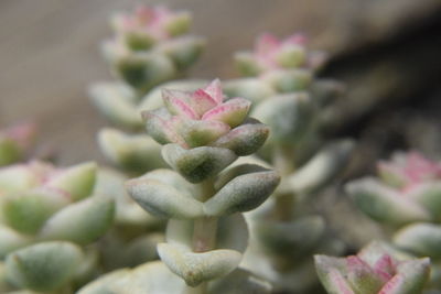 Close-up of succulent plant