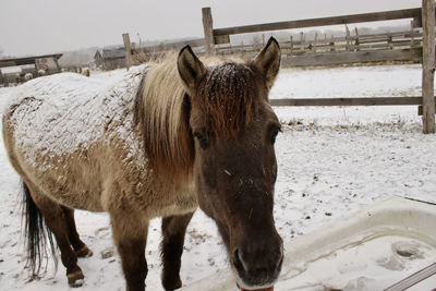 Horse standing on snow covered field