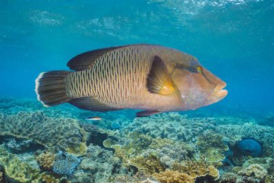 Close-up of fish swimming in sea