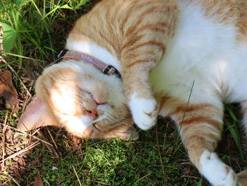 High angle view of cats relaxing on field