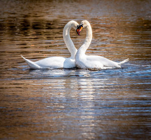 Swan swimming in lake