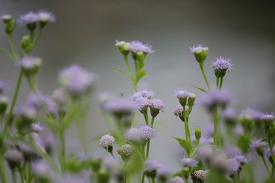 Close-up of purple flowering plants on field