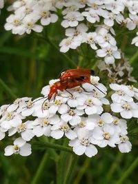 Close-up of honey bee on white flower