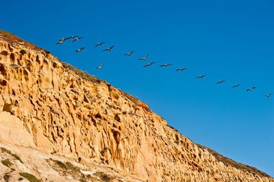 Low angle view of birds flying against clear blue sky