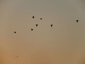 Flock of birds flying in sky