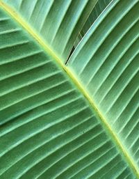 Full frame shot of palm leaf
