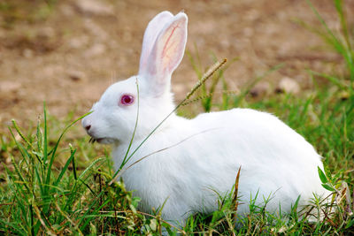 Close-up of white animal on field