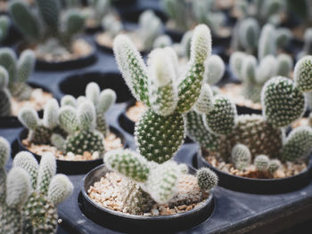 Close-up of cactus