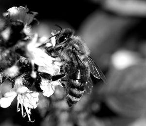 Close-up of bee pollinating flower