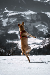 Dogs running on snow