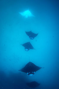 Fish swimming in sea