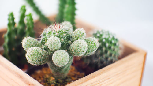 Close-up of cactus plant