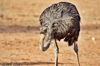 Ostrich searching for food