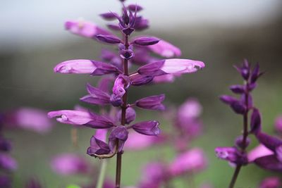 Close-up of pink flowering plant