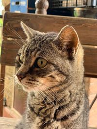 Close-up of a cat looking away