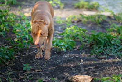 American pit bull terrier dog walking around house,pet and dangerous dog concept