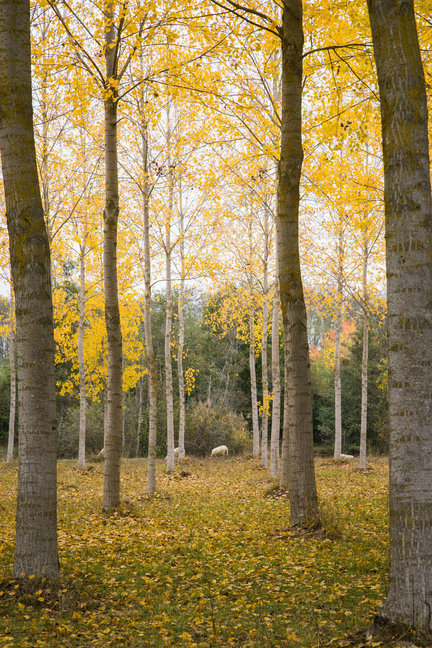 TREES IN AUTUMN FOREST