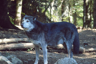 Close-up of horse standing against trees