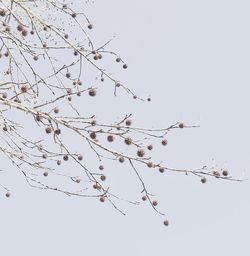 Low angle view of flowers on tree branch against clear sky