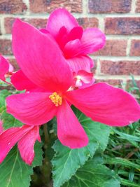 Close-up of pink flowers blooming outdoors