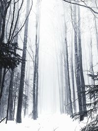 Bare trees in forest during winter