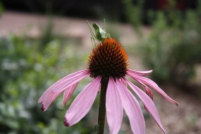 Close-up of pink flower