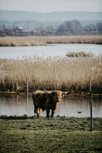Scottish highland cattle standing in a lake