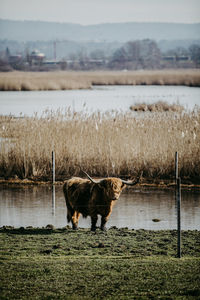 Horse standing in a lake