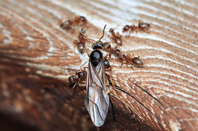 Close-up of insect