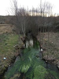 Scenic view of grass in water