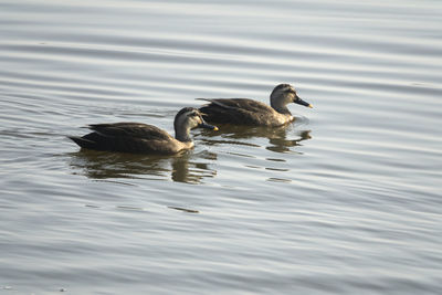 Duck swimming on lake