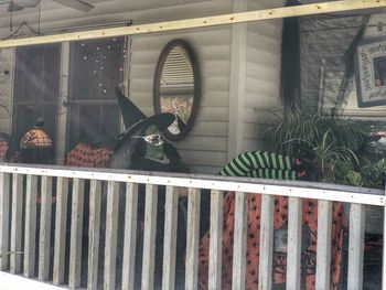 View of a cat looking through window