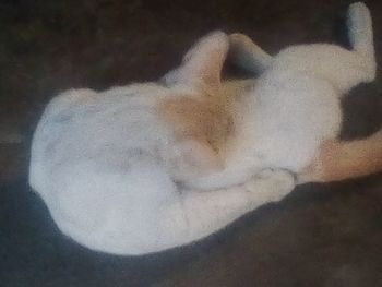 Close-up of white cat