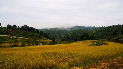 Scenic view of agricultural field against sky