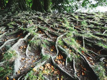 Trees growing on field in forest