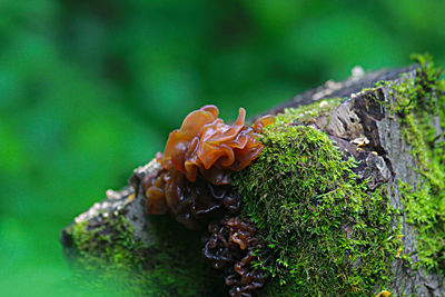 Close-up of mushroom growing on tree trunk