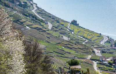 Aerial view of agricultural field