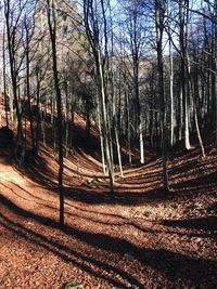 Bare trees in forest