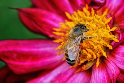 Close-up of bee pollinating on purple flower