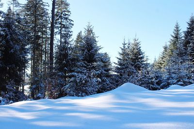 Snow covered pine trees in forest against sky