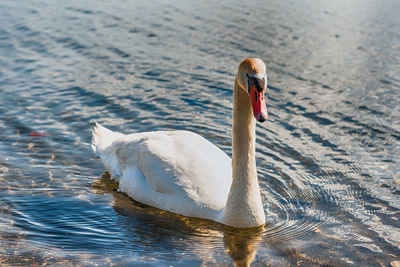 Swan swimming in lake